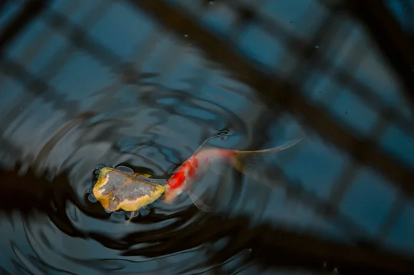 Pesce Koi Nel Lago Botanico Geraden Riflesso Del Soffitto Vetro — Foto Stock