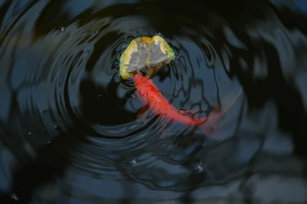 Peces Koi Lago Geraden Botánico Reflejos Del Techo Cristal —  Fotos de Stock