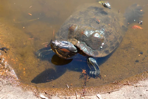 Tortue Dans Eau Dans Jardin Botanique — Photo