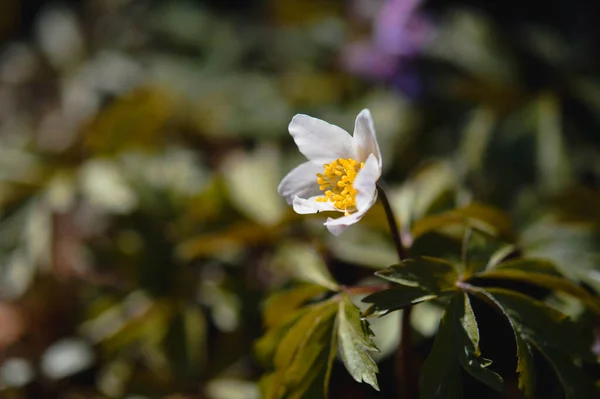 Branco Início Primavera Wildflower Natureza — Fotografia de Stock