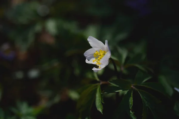 大自然中的白色早春野花 — 图库照片