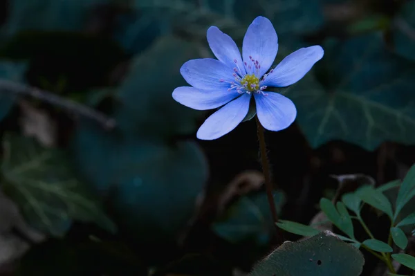Mały Niebieski Fioletowy Wczesna Wiosna Dziki Kwiat Przyrodzie — Zdjęcie stockowe