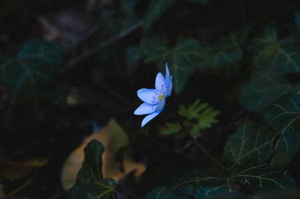 Small Blue Purple Early Spring Wildflower Nature — стоковое фото