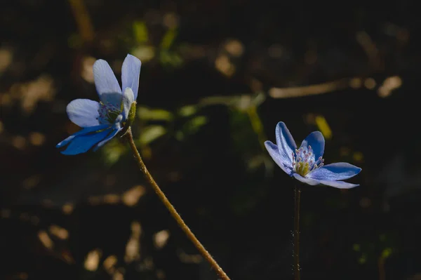 Small Blue Purple Early Spring Wildflower Nature — Stock Photo, Image