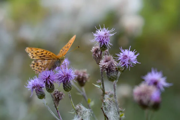 Głęboki Pomarańczowy Motyl Czarnymi Plamami Fioletowym Dzikim Kwiatku Naturze — Zdjęcie stockowe