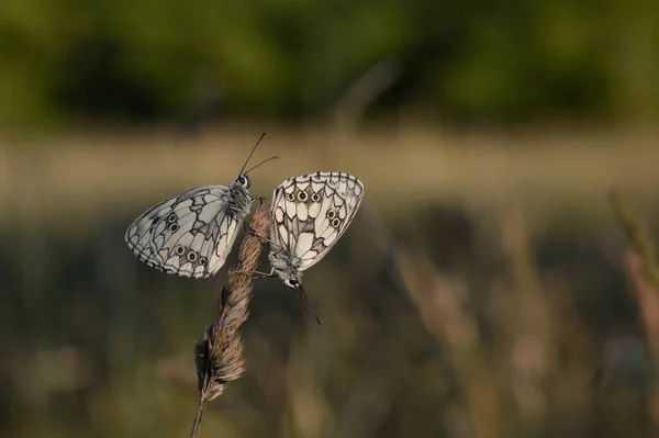 Marmóreo Borboleta Branca Preta Branca Natureza — Fotografia de Stock