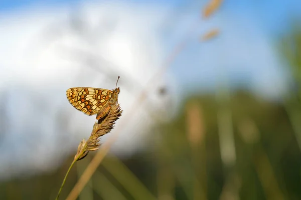 Small Pearl Bordered Fritillary Boloria Selene — Stock Photo, Image