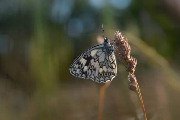 Mariposa Mármol Blanco Blanco Negro Naturaleza — Foto de Stock