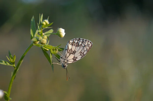 Papillon Marbré Blanc Noir Blanc Dans Nature — Photo