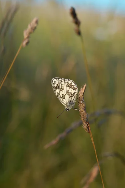 Marmorierter Weißer Schwarz Weißer Schmetterling Freier Wildbahn — Stockfoto