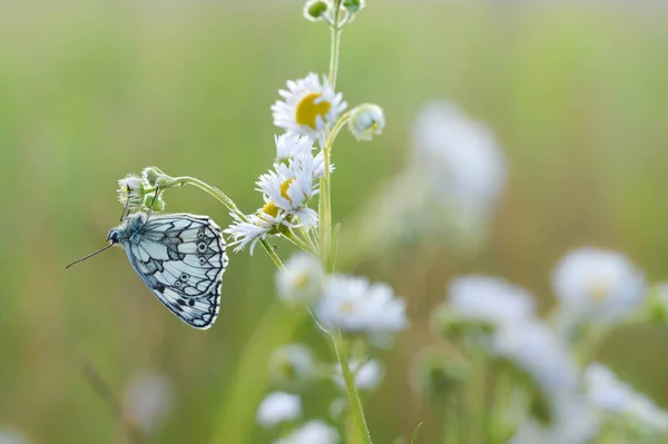 野生の白 白の蝶のマーブル — ストック写真