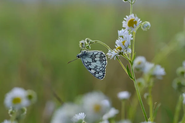 Papillon Marbré Blanc Noir Blanc Dans Nature — Photo