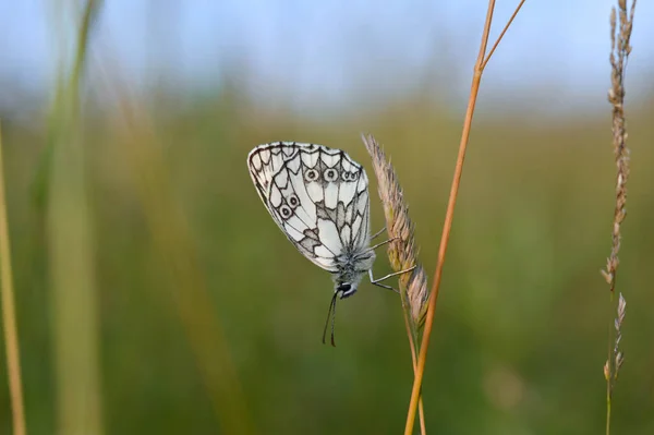 Papillon Marbré Blanc Noir Blanc Dans Nature — Photo