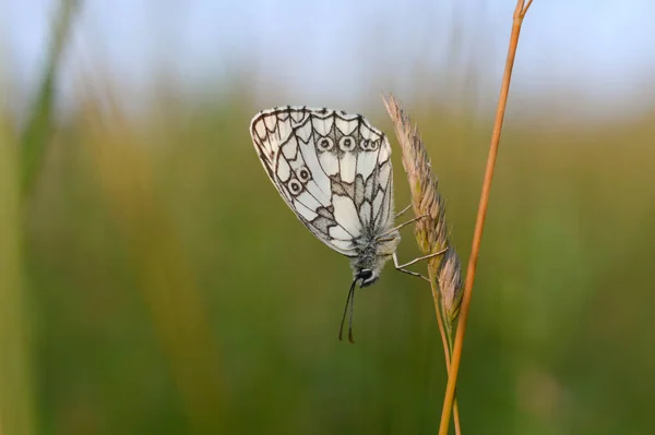 Márvány Fehér Fekete Fehér Pillangó Vadonban — Stock Fotó