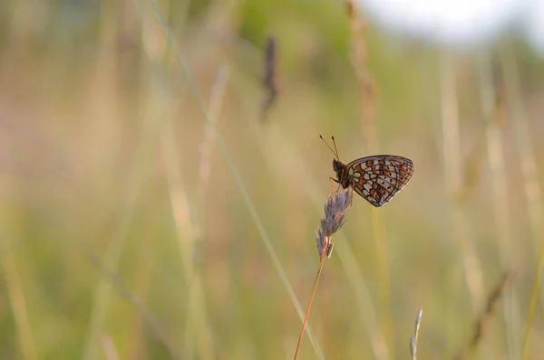 Pequeno Fritilário Cercado Pérolas Boloria Selene — Fotografia de Stock