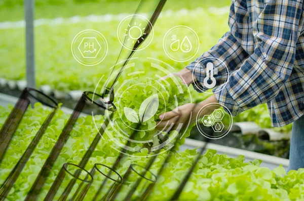 Agricoltore raccogliere verdure idroponiche e provetta per migliorare n — Foto Stock