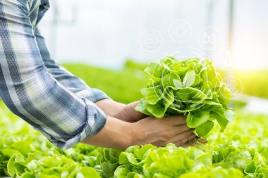 Çiftlikte hidrofonik sebze tutan çiftçi, doğal organik bitki büyümesi, toksik olmayan