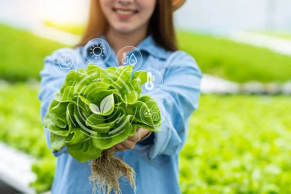 Rolnik Hodujący Warzywa Hydroponiczne Gospodarstwie Naturalny Wzrost Roślin Organicznych Nietoksyczny — Zdjęcie stockowe