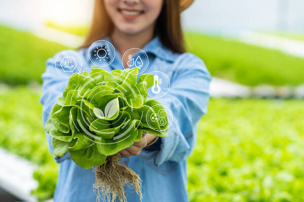 Farmer holding hydroponic vegetable in farm, natural organic plant growth, Non-toxic