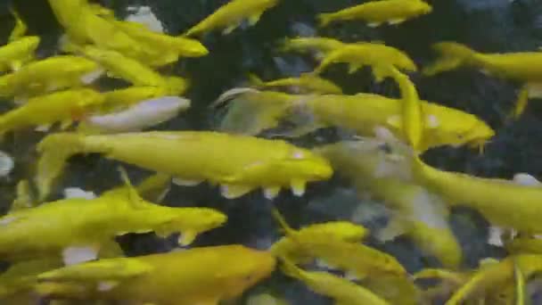 Aranyponty Hal Szerencsés Aranyhal Úszás Medencében — Stock videók