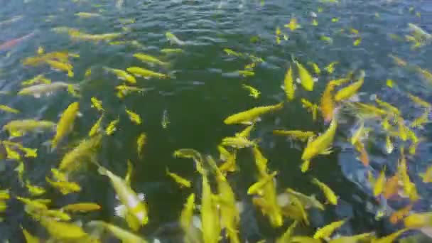 Goldkarpfenfische Glücksgoldfische Schwimmen Pool — Stockvideo