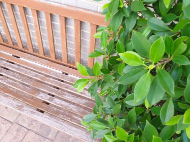 Tezgah ve taze yeşil yapraklar