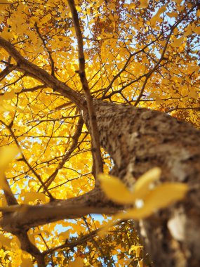 Sonbaharda sarı yaprakları ile Ginkgo biloba ağacı.