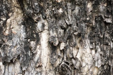 Kabuk arka planı için