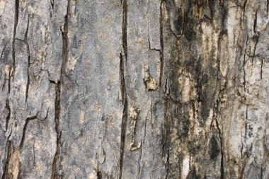 Kabuk arka planı için