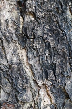 Kabuk arka planı için                               