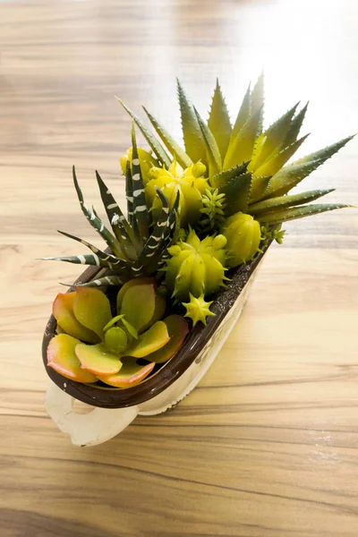 Kleine Cactus Houten Vloer — Stockfoto