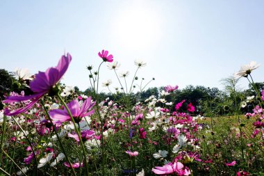 Cosmos çiçek alan gökyüzü ve güneş ışığı ile                            