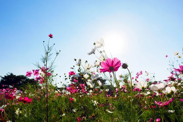 Cosmos Çiçek Alan Gökyüzü Güneş Işığı Ile — Stok fotoğraf