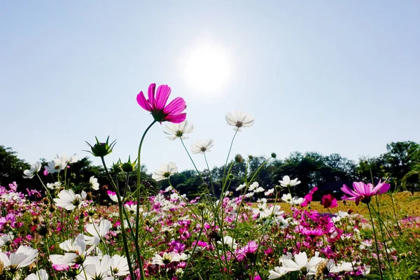 Cosmos Flower Field with the sky and sunlight