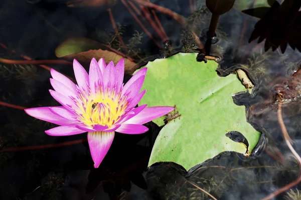 Purple Lotus Pond — Stock Photo, Image