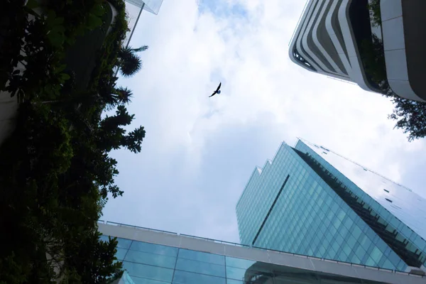 Cielo Aves Edificios — Foto de Stock