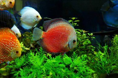 Kabine içinde güzel balık