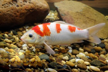 Kabine içinde güzel balık