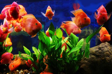 Kabine içinde güzel balık