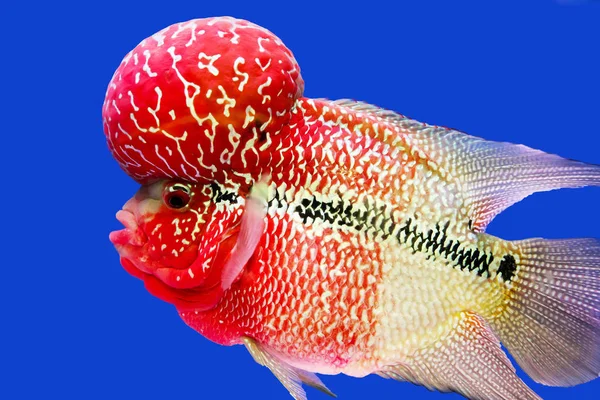 Красивая Рыба Шкафу — стоковое фото