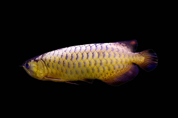 Arowana Fisk Eller Dragon Fisk Svart Bakgrund — Stockfoto