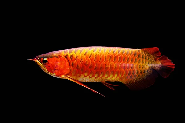 Arowana Fisk Eller Dragon Fisk Svart Bakgrund — Stockfoto