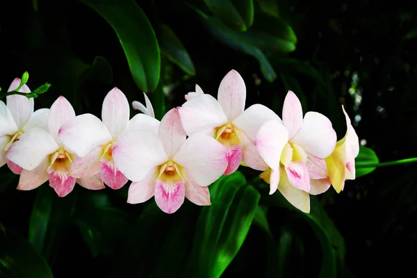 Orquídea Rosa Com Fundo Verde Folhoso — Fotografia de Stock