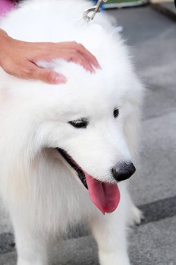 Sevimli köpek tüylü beyaz.