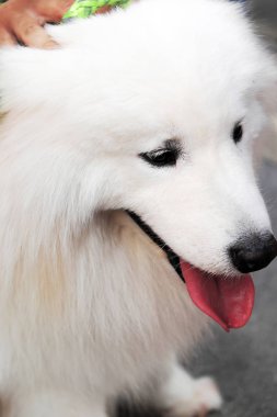 Sevimli köpek tüylü beyaz.