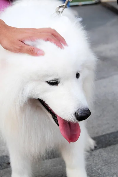 Niedlicher Hund Pelzig Weiß — Stockfoto