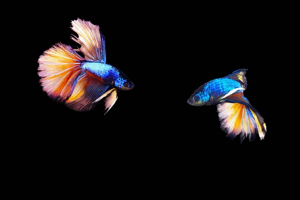 Синий Кусающий Рыбу Черном Фоне — стоковое фото