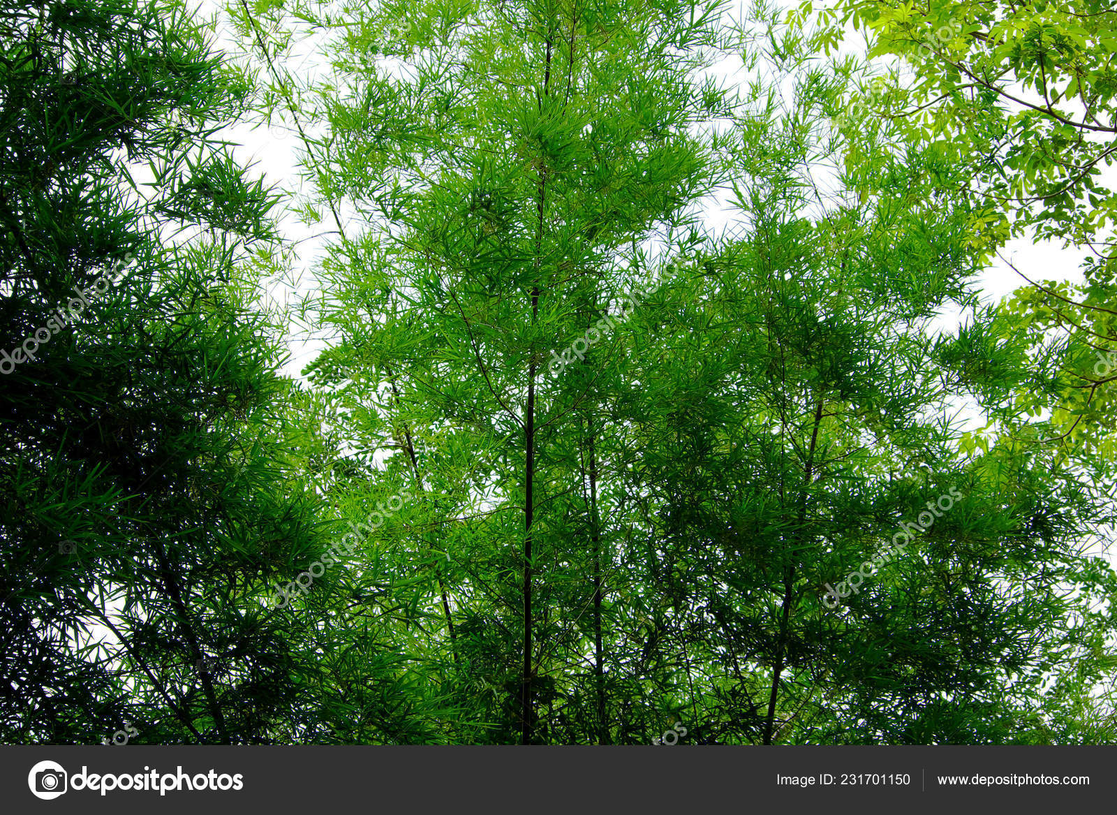 Зеленое Дерево Небо Фон стоковое фото ©yaii1254 231701150