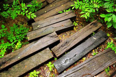 Ahşap ormanda yürüyüş