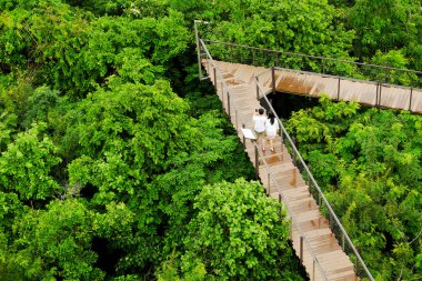 Tropikal vahşi doğada yürüyüş yolları.
